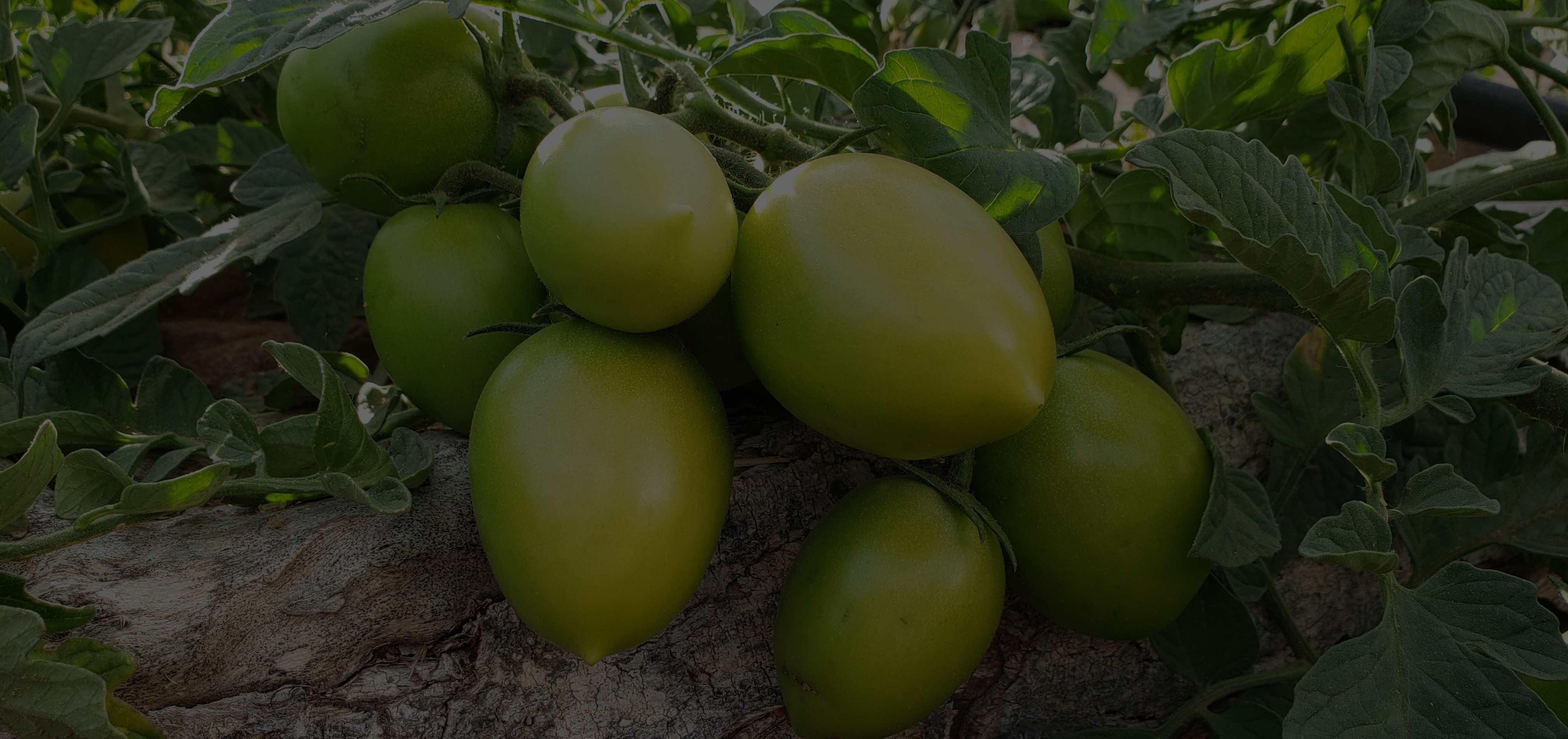 Garantía de aumento en la producción