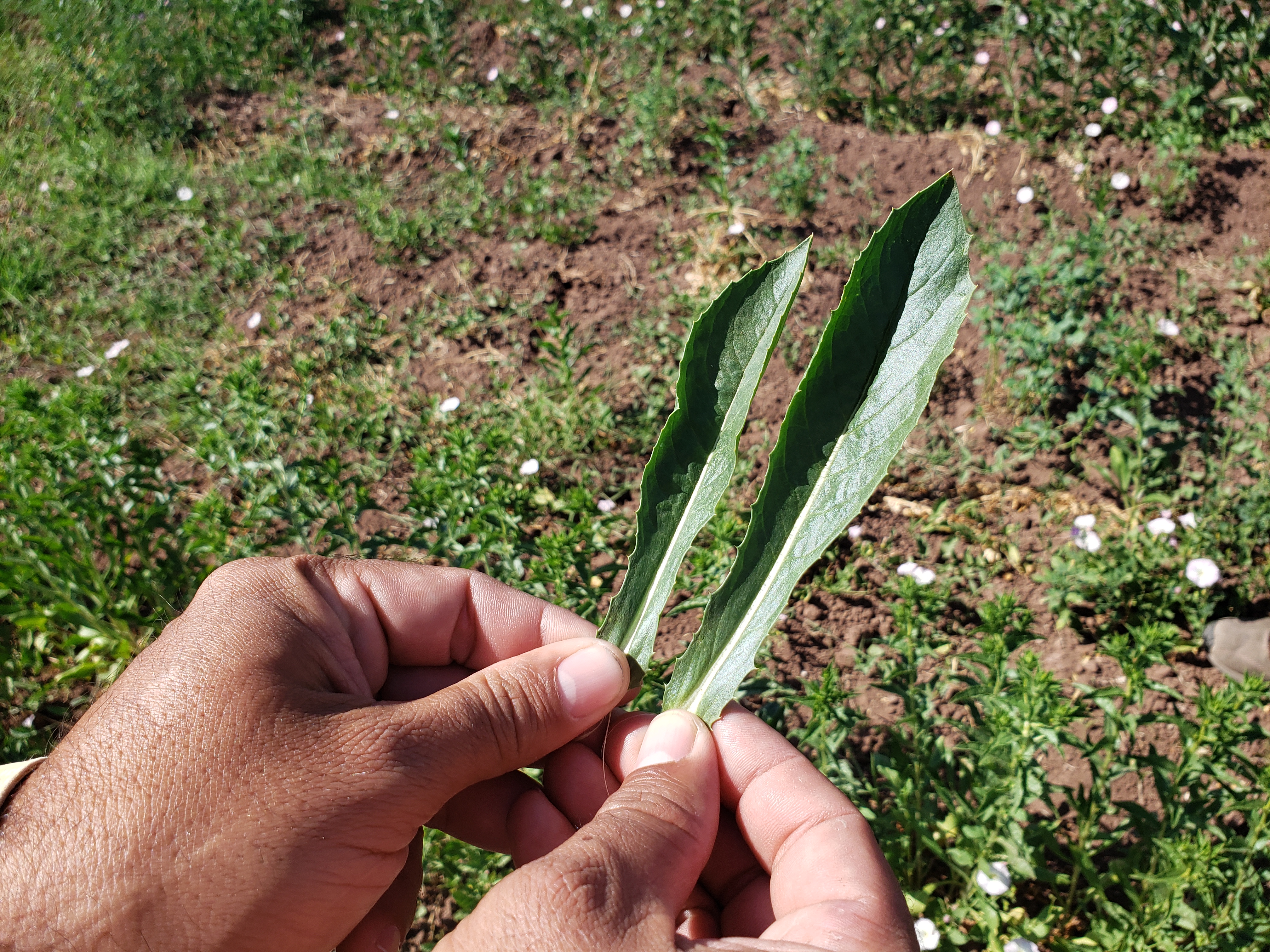 Cultivo de tomate en hidroponía