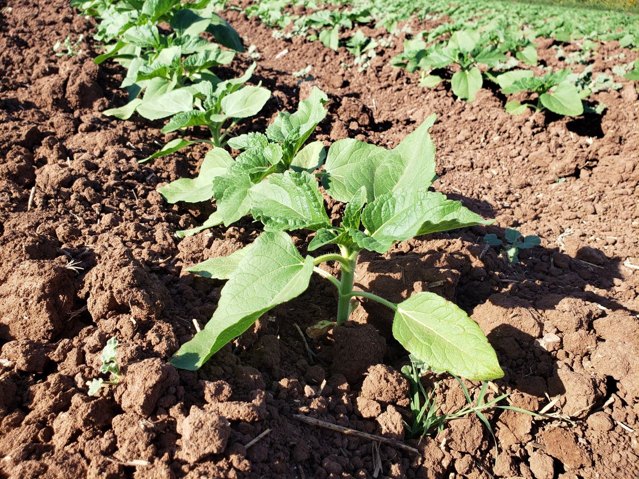 Agricultura