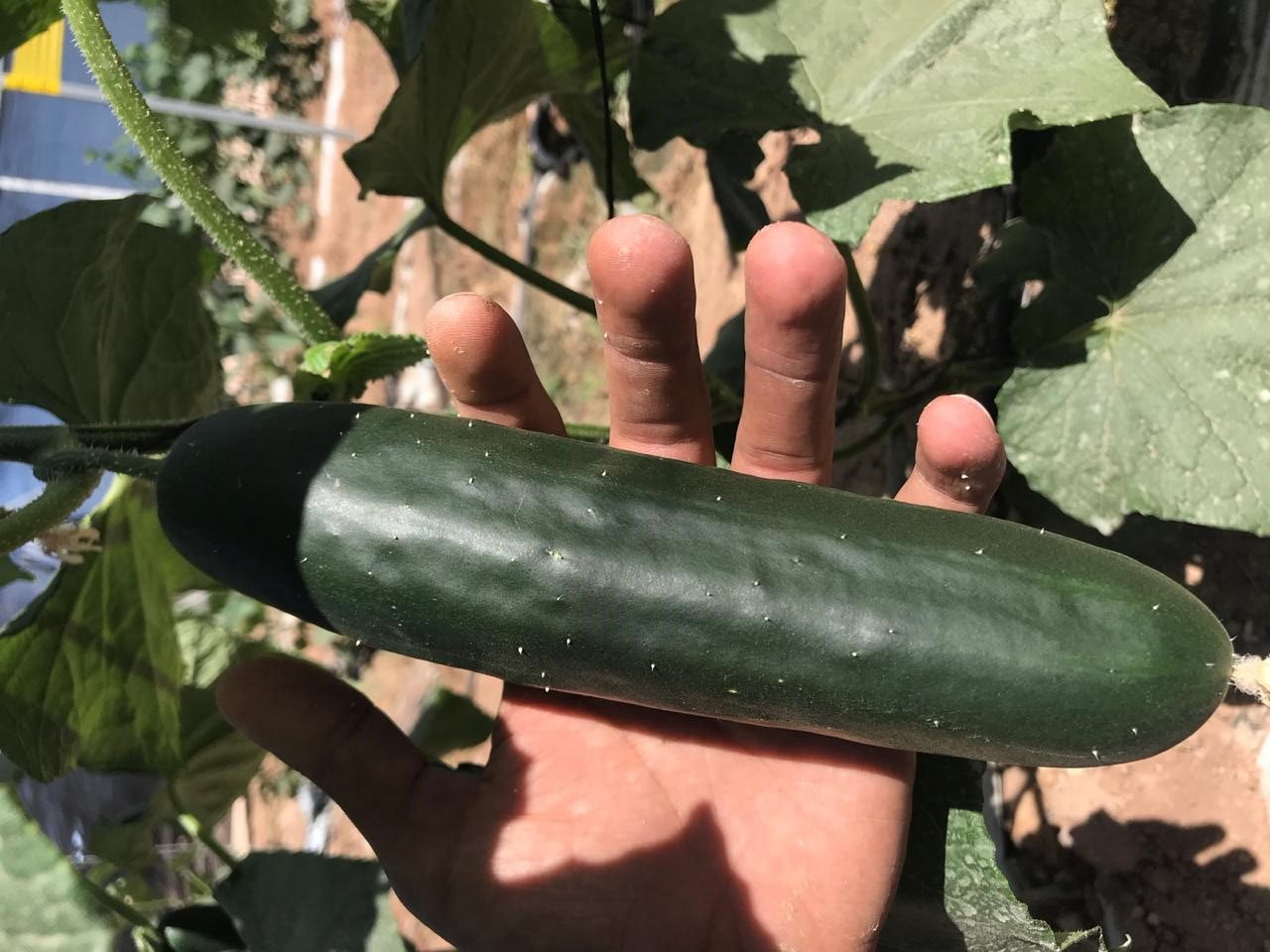 Agricultura