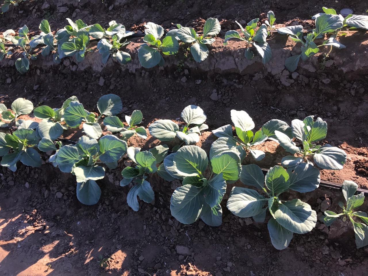 Agricultura