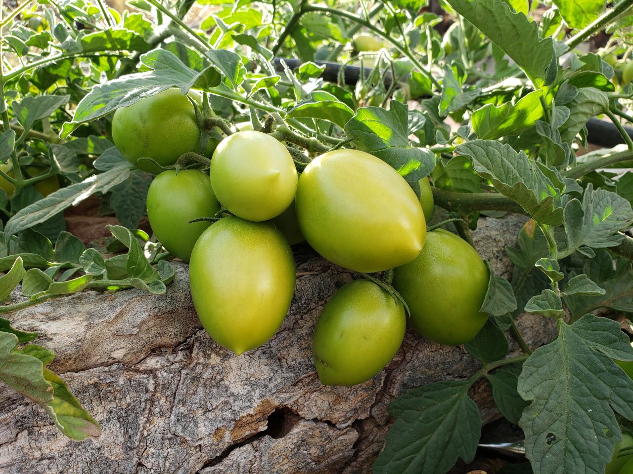 Agricultura