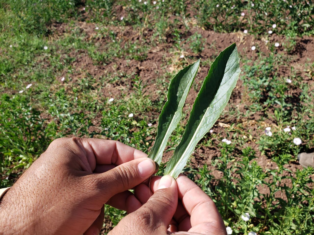Agricultura