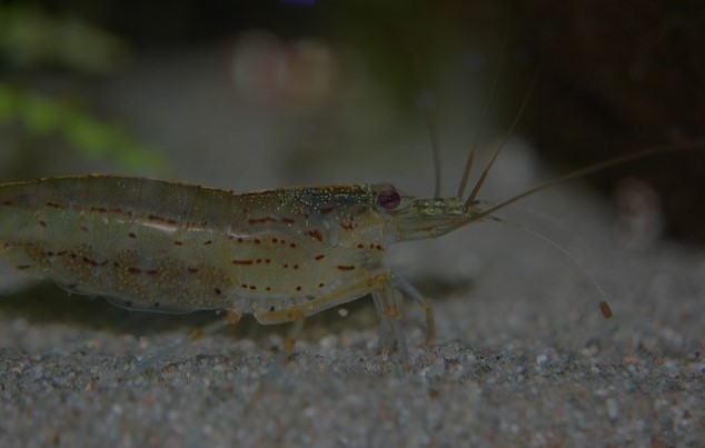 Acuicultura
