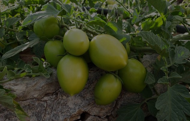 Agricultura
